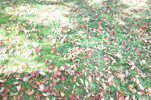 f0009031_21224066.jpg