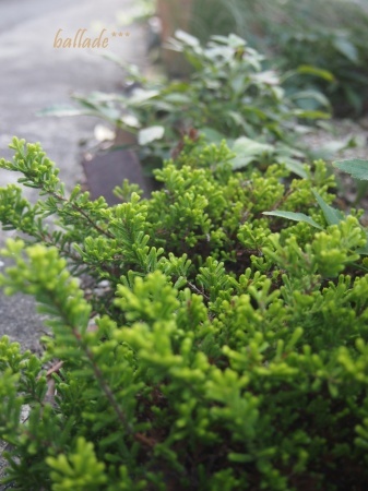 b0246758_20454365.jpg