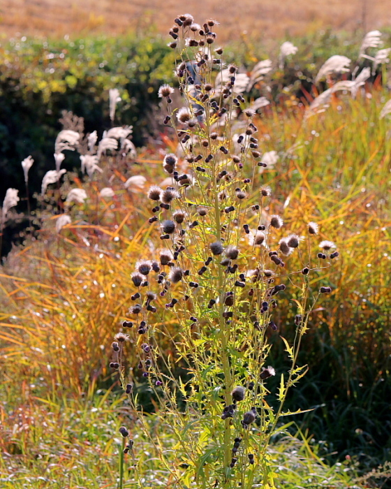 c0305565_17491759.jpg