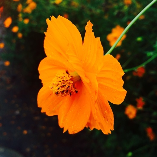 f0201297_18312679.jpg