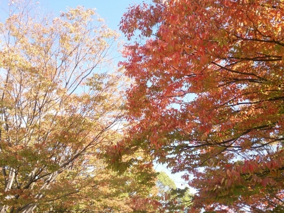 c0352015_21550709.jpg