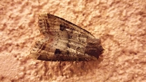 c0337631_10352984.jpg