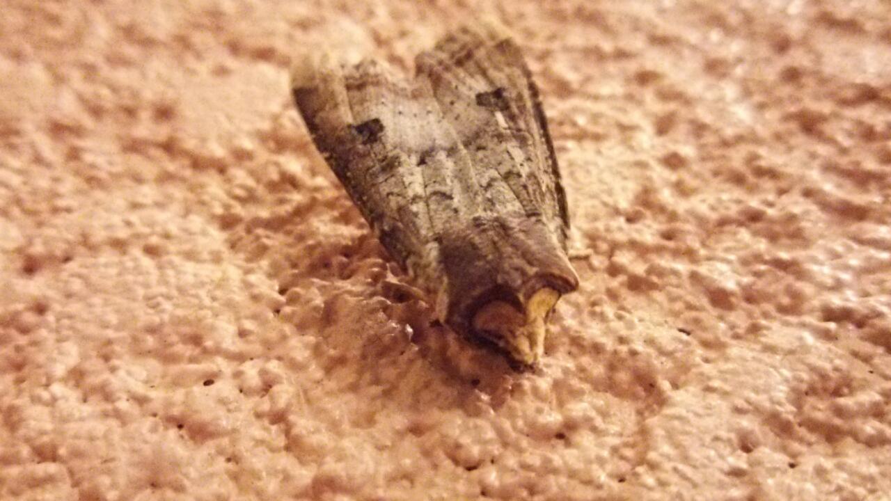 c0337631_10382498.jpg
