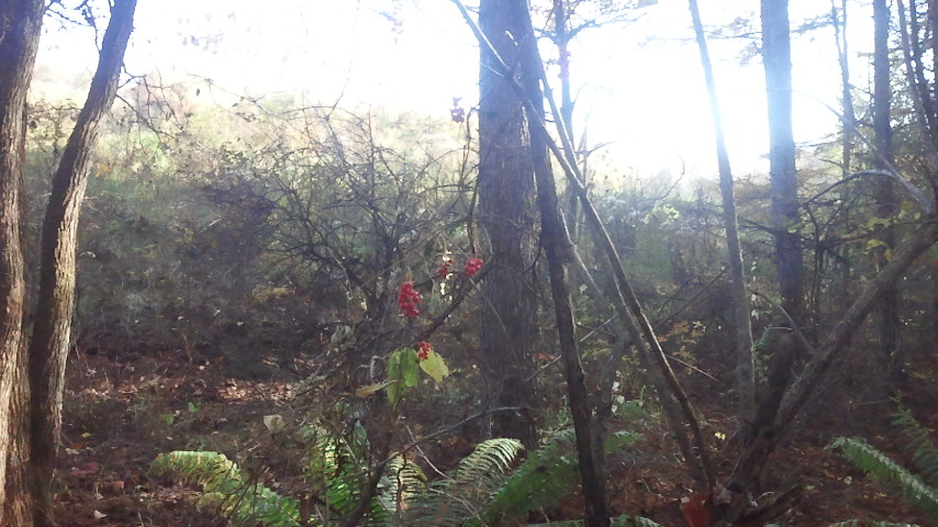 f0046250_10331112.jpg