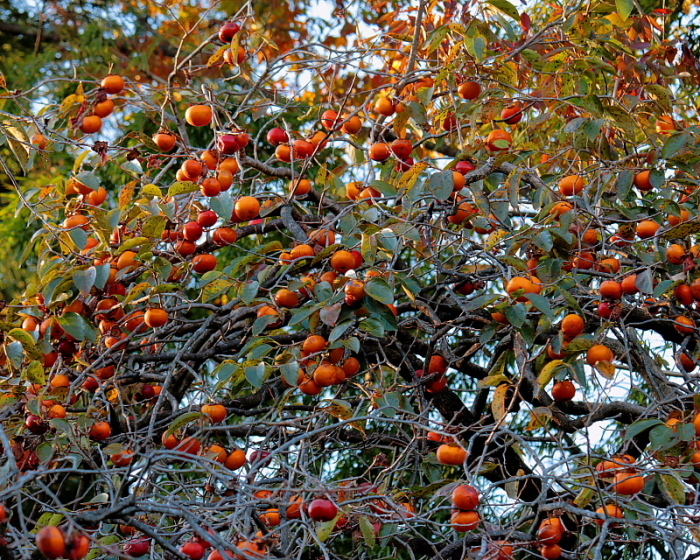 c0305565_17221546.jpg