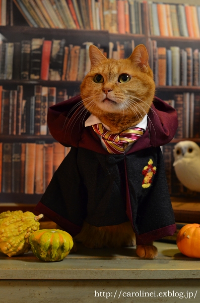Happy Halloween!　　Handmade Cat Costume(Hermione,Harry Potter) - お茶の時間にしましょうか－キャロ＆ローラのちいさなまいにち－　Caroline & Laura's tea break
