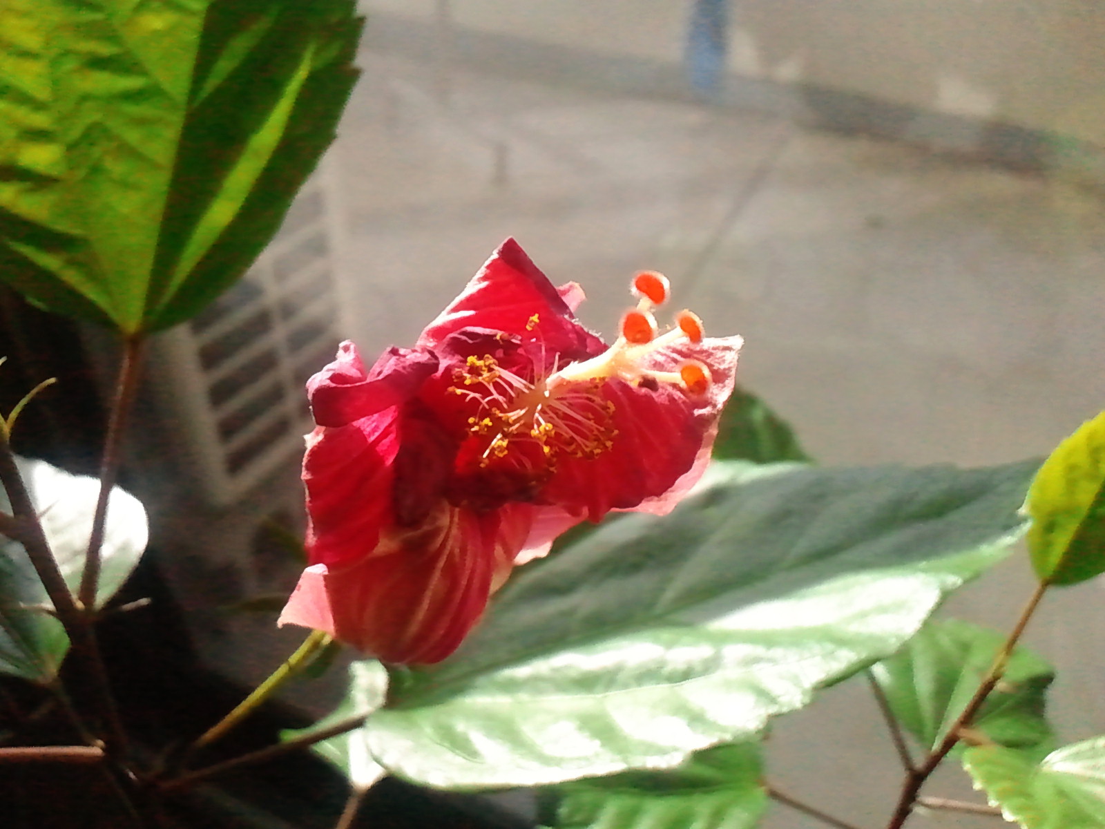 c0062511_19263765.jpg