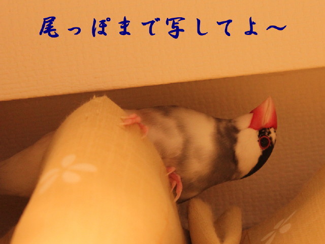 c0365734_22330915.jpg