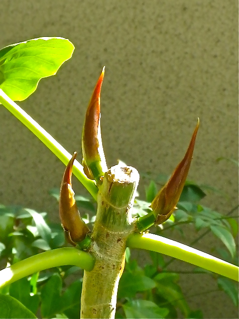 b0027736_10552546.jpg