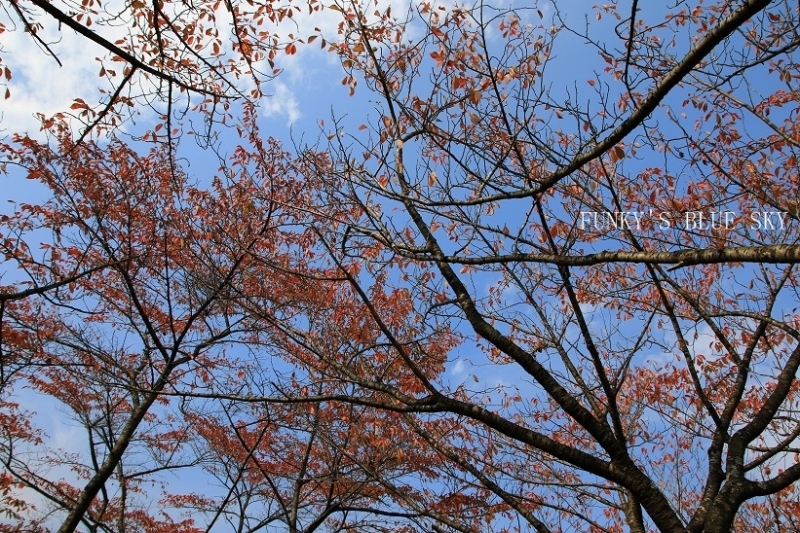 c0145250_15550570.jpg
