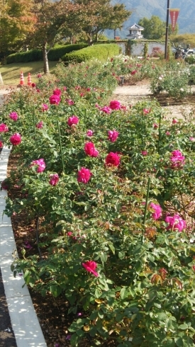 c0348784_16005772.jpg