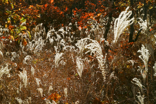 c0193289_08362336.gif