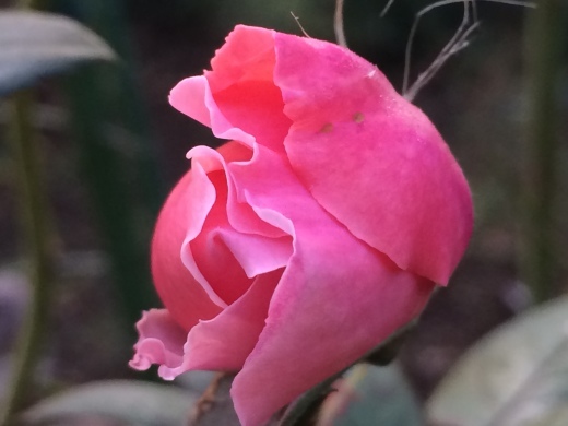 f0201297_08191481.jpg