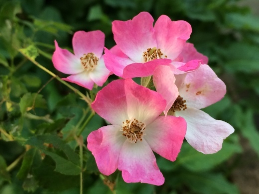f0201297_08210123.jpg