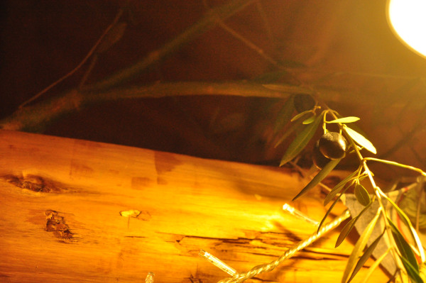 f0188408_13303279.jpg