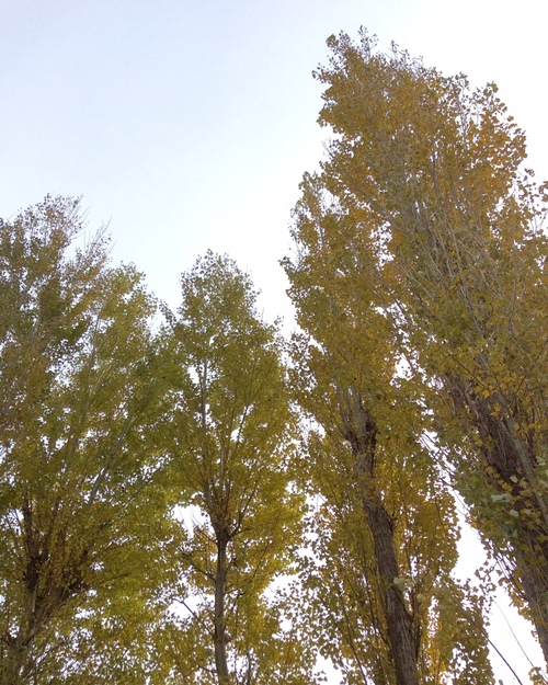 e0052716_12313897.jpg