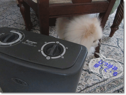 b0167519_20324596.gif
