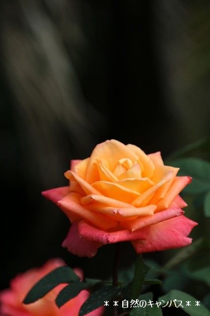 e0052135_1511757.jpg
