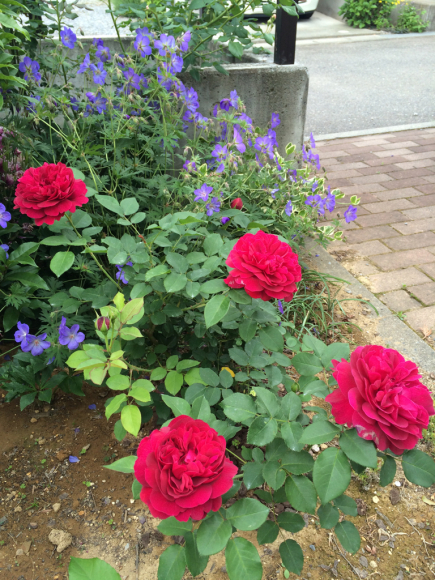 c0359445_07335816.jpg