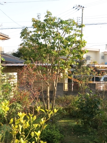 e0170558_00025905.jpg