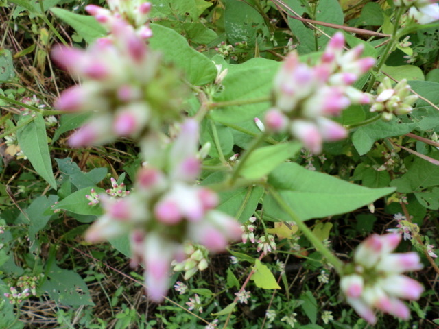 f0208760_12462515.jpg