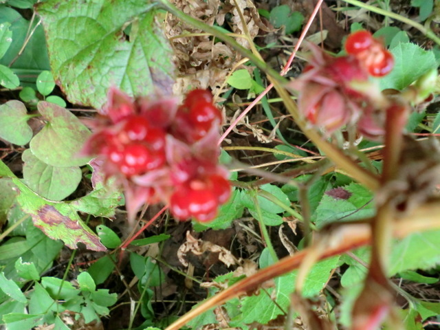 f0208760_12464072.jpg