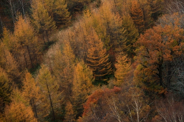 d0126577_1150545.jpg