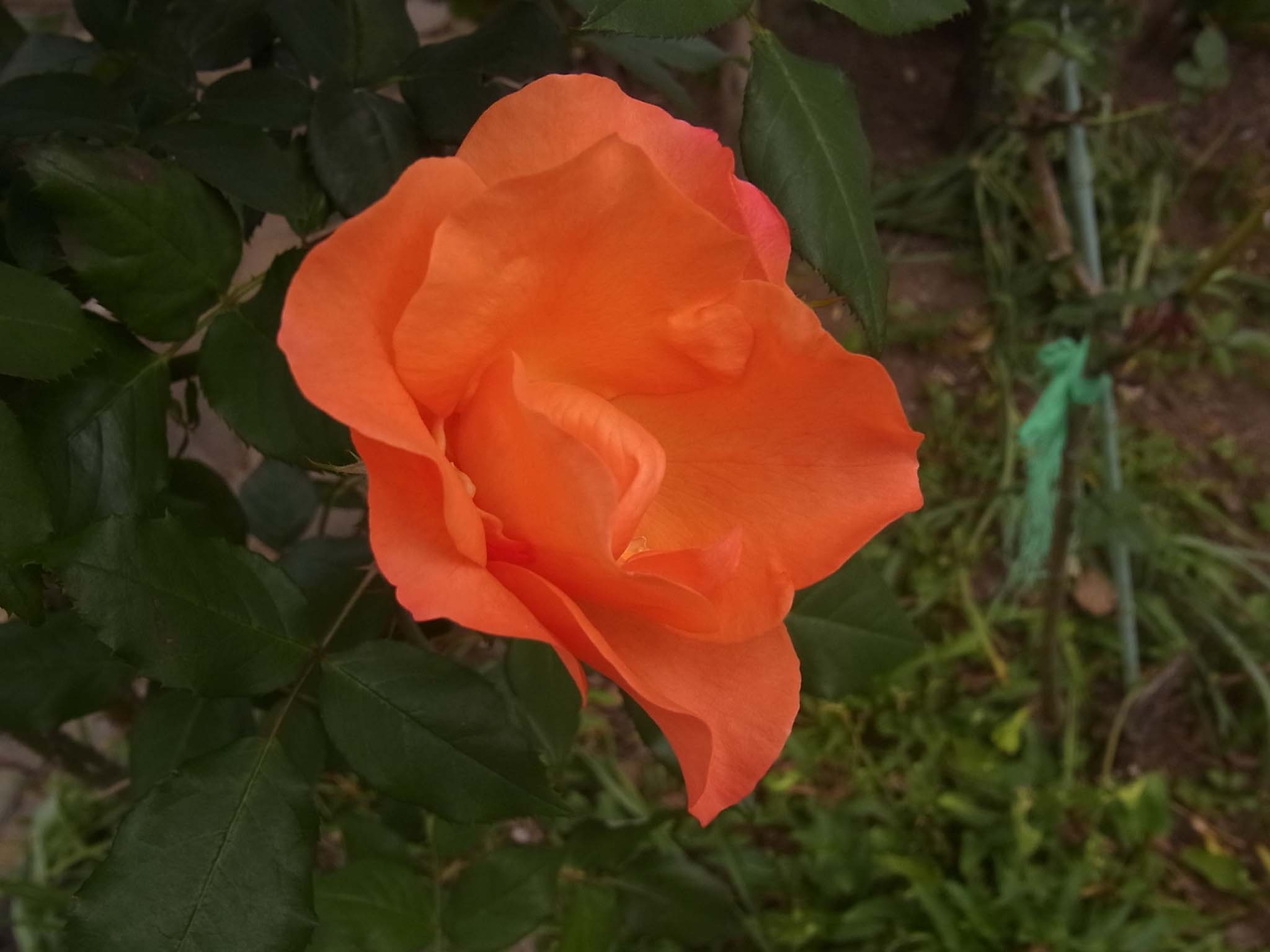 d0164495_20323035.jpg