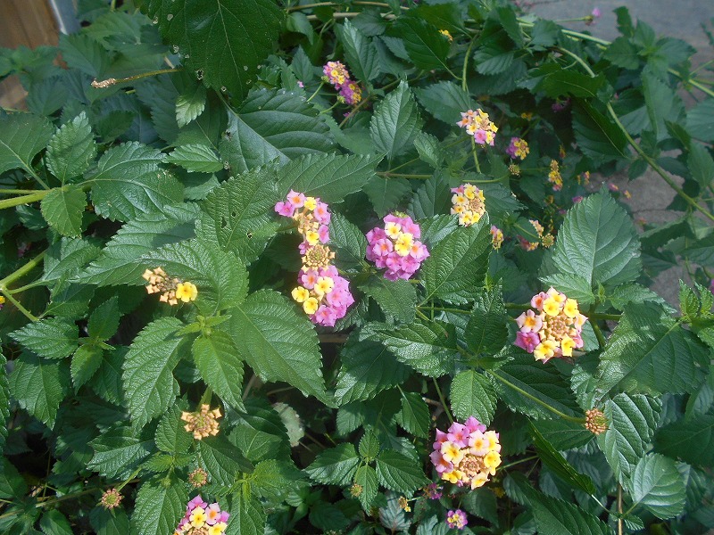 f0308898_105829100.jpg