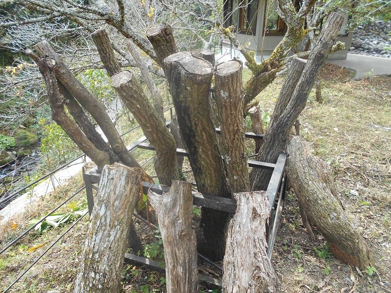 f0308898_1114141.jpg