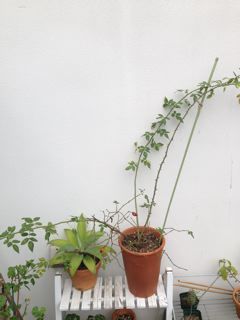 c0152002_10315665.jpg