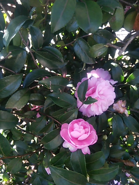 c0150520_15152446.jpg