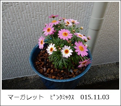 e0033229_2111131.jpg