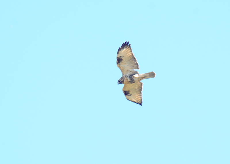 d0290240_19072618.gif