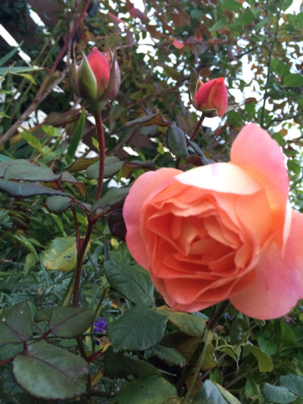 c0359445_06091670.jpg