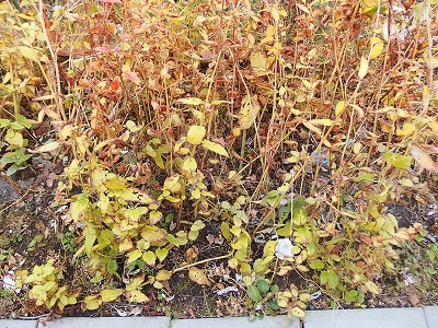 e0004756_21112967.jpg