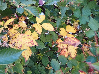 e0004756_2155485.jpg