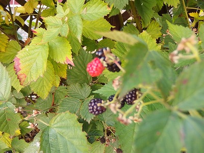 e0004756_2182712.jpg