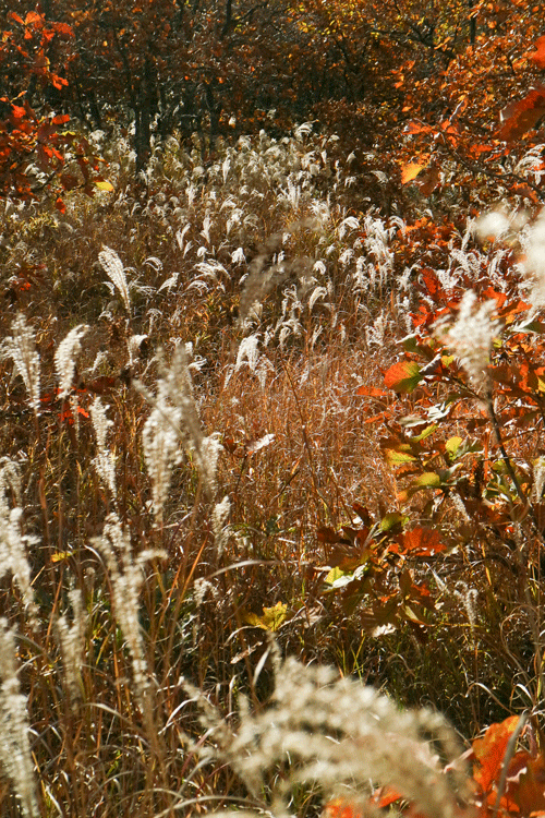 c0193289_07151611.gif
