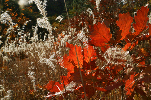 c0193289_07172753.gif