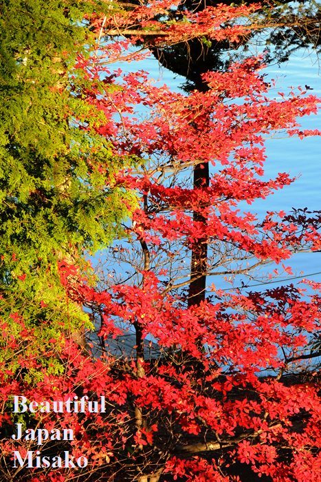ススキ光る季節　．｡･：*：･ﾟ‘☆､｡　10月31日　茶臼山 - Beautiful Japan 絵空事