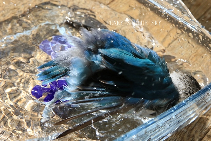 c0145250_11155043.jpg