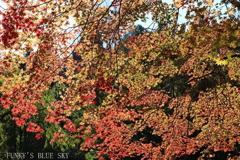 c0145250_11245015.jpg