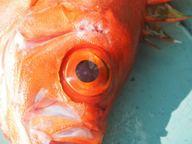 a0248152_1711588.jpg