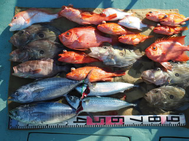 a0248152_1720116.jpg