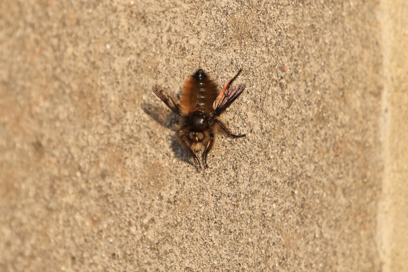 f0230458_2018241.jpg