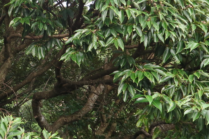 e0292172_1550157.jpg