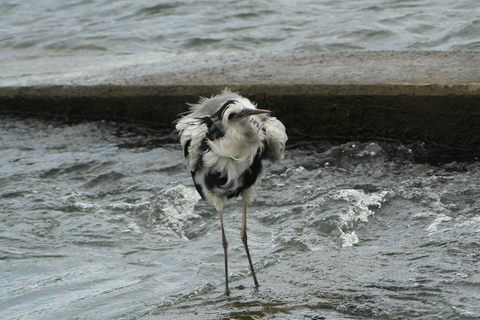 e0197884_931868.jpg