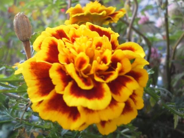a0268821_17540585.jpg