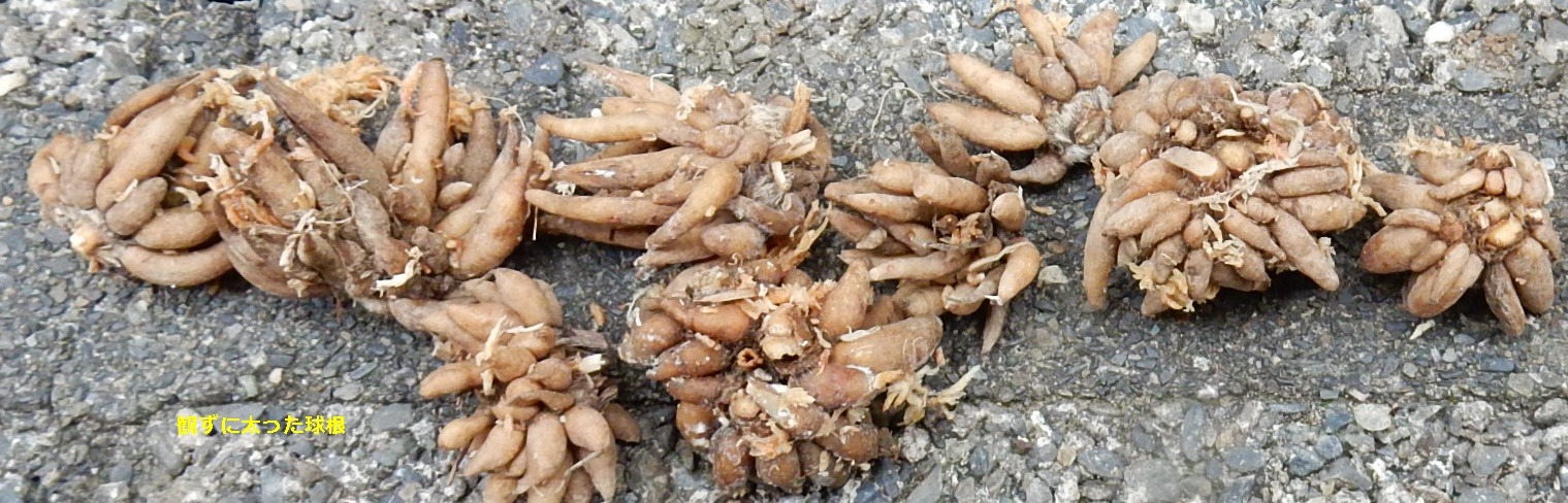 e0033229_2125426.jpg